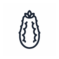 Kimchi Cabbage SVG icon — food